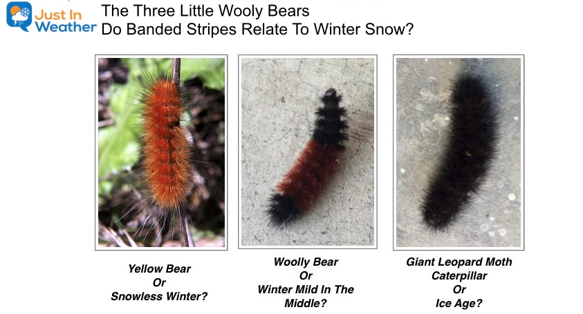 Three Little Wooly Bears Snow Winter Forecast