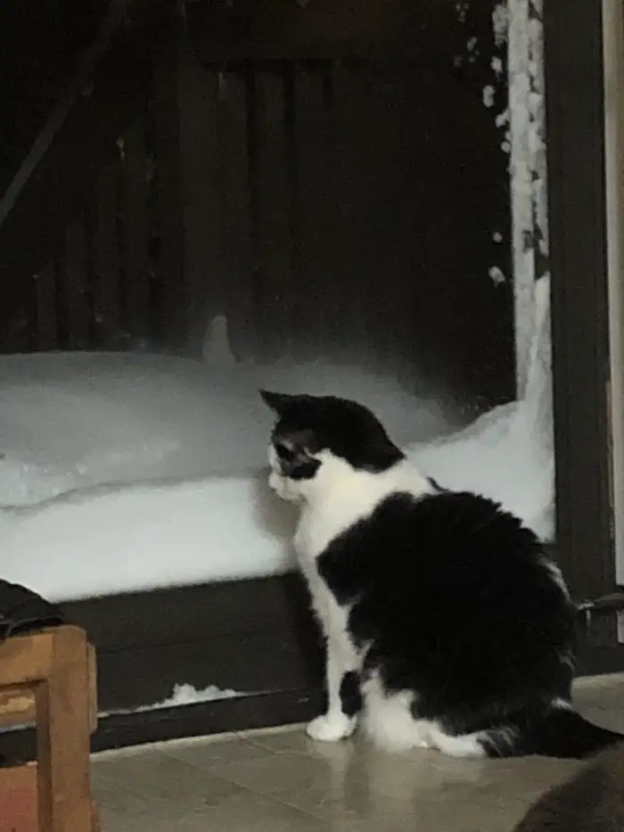 Snow McHenry SkewisCat