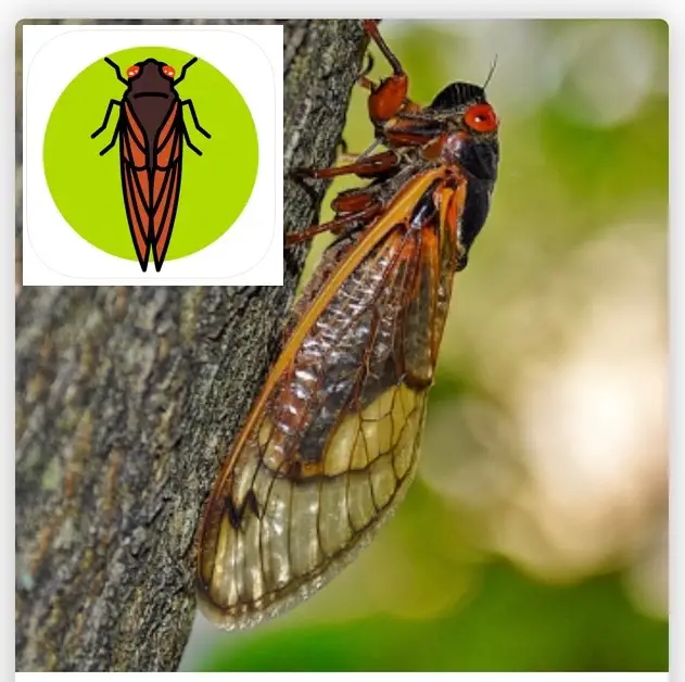 Cicada_Safari_App_Tracking_Brood_X_